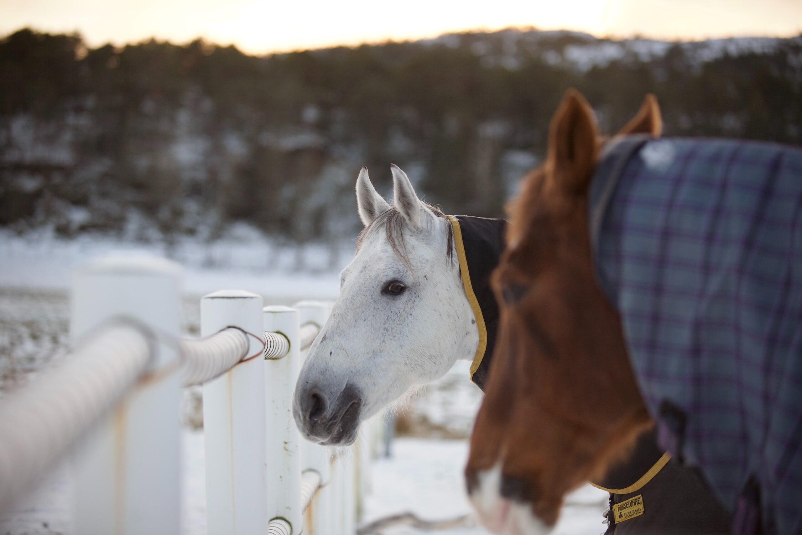 Cheval en hiver